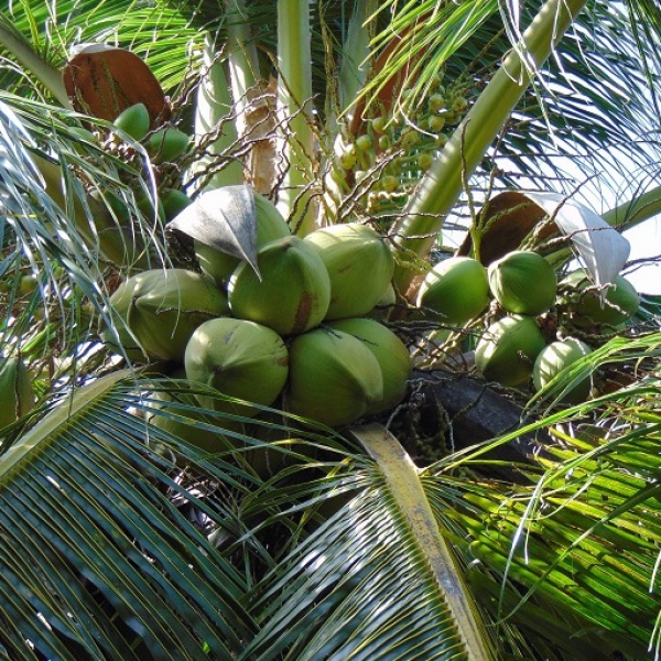 Sỉ Lẻ Dừa Giá Tận Gốc