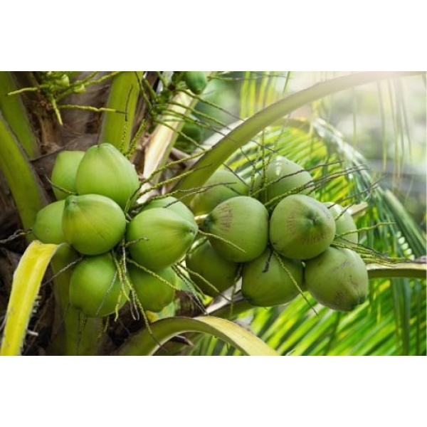 Sỉ Lẻ Dừa Giá Tận Gốc